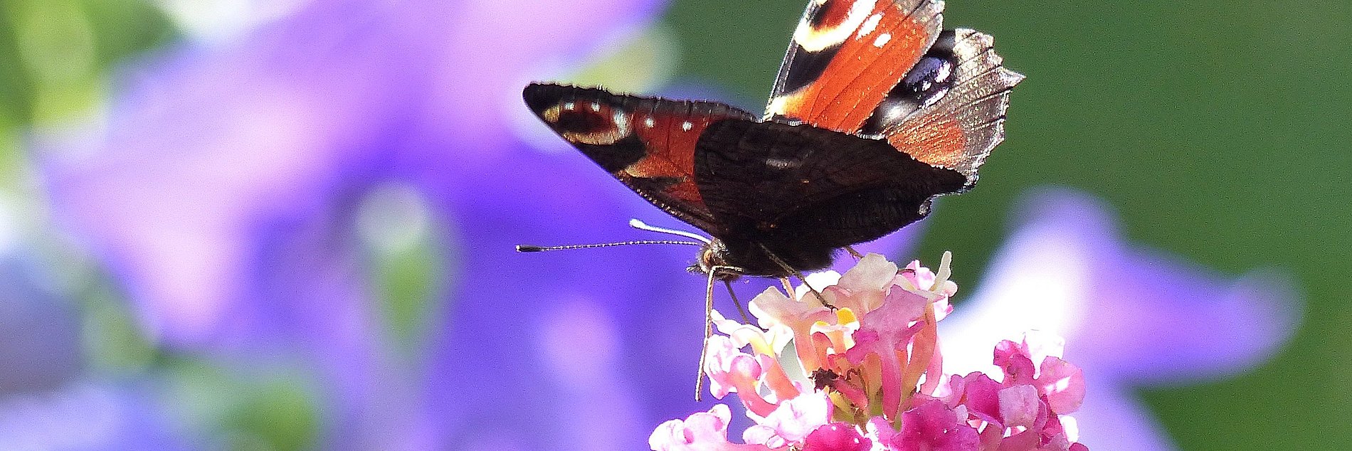 Sommer in unserer Pfarrei