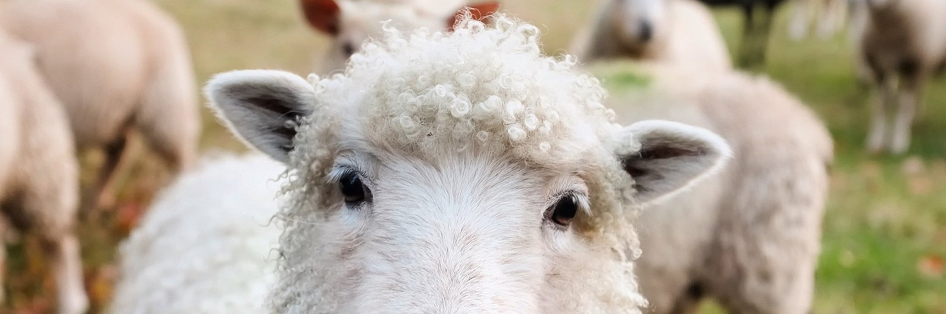 Ein Schaf inmitten einer Herde blickt direkt den Betrachter des Fotos an