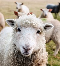 Ein Schaf inmitten einer Herde blickt direkt den Betrachter des Fotos an
