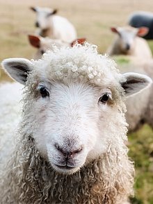Ein Schaf inmitten einer Herde blickt direkt den Betrachter des Fotos an