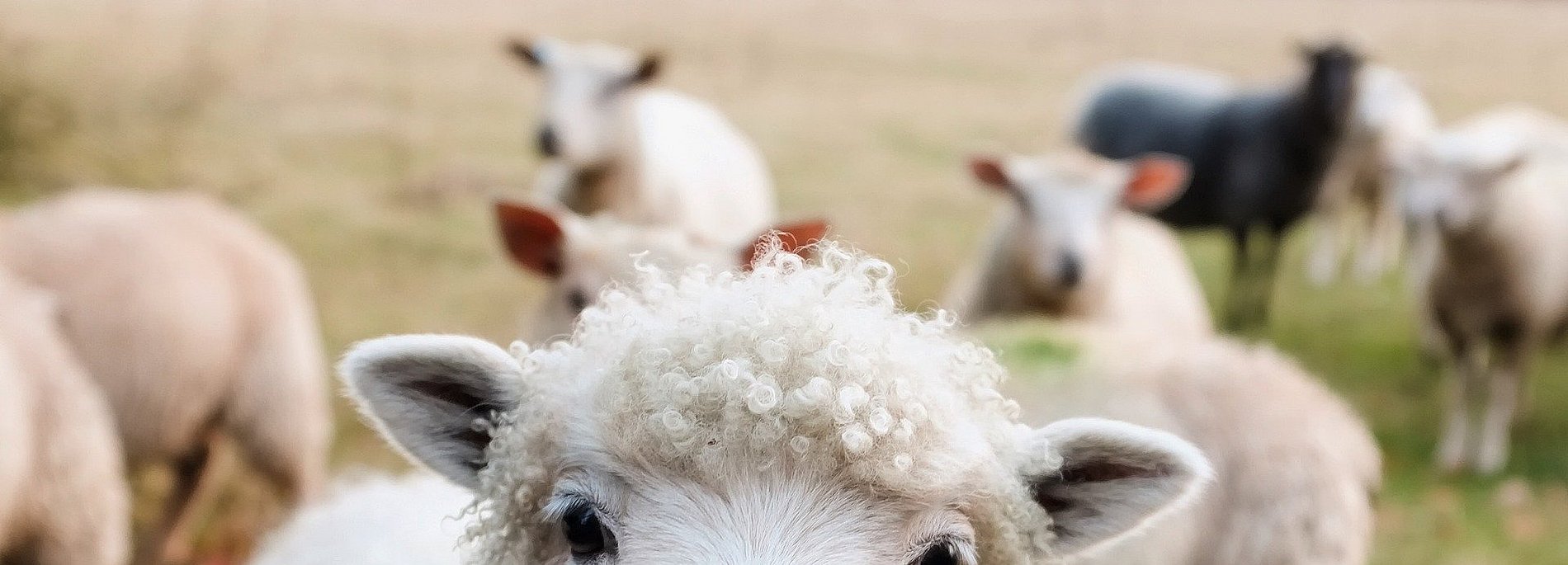 Ein Schaf inmitten einer Herde blickt direkt den Betrachter des Fotos an
